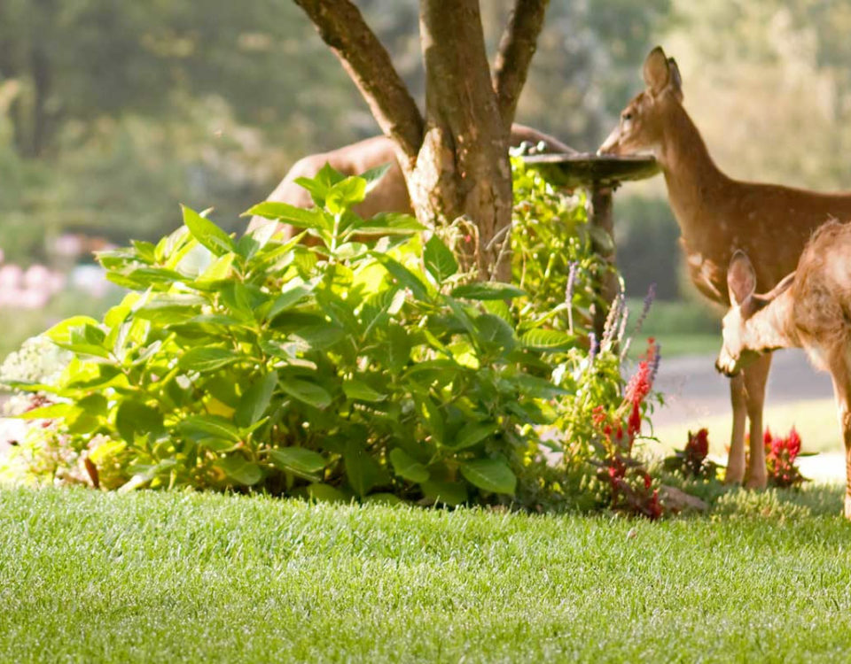 Cedar Hedge Trimming Kelowna, BC Yard Maintenance and Pruning