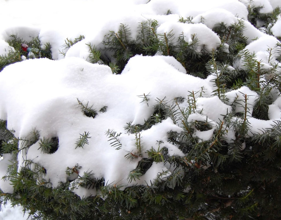 Cedar Hedge Trimming Kelowna, BC Yard Maintenance and Pruning