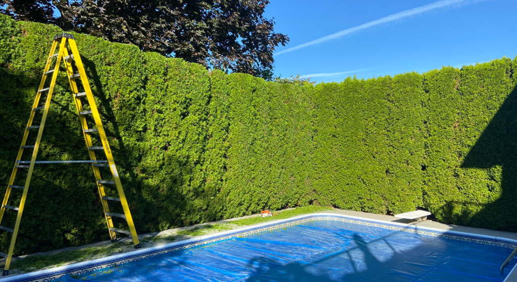 Hedge trimming tips and myths debunked for healthy garden care