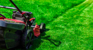 Healthy lawn in Kelowna, maintained with seasonal yard care tips