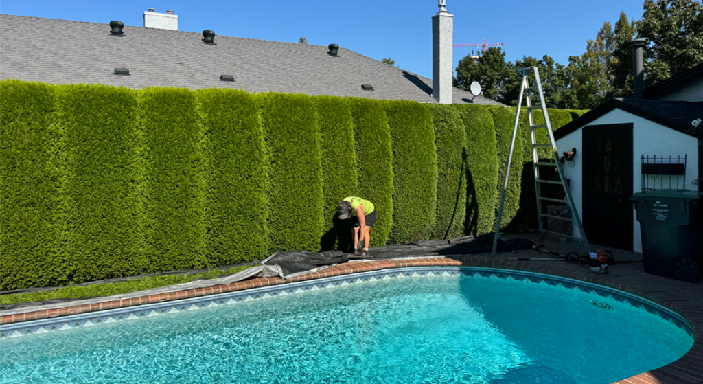 Well-maintained green hedges trimmed in Kelowna garden before summer heat