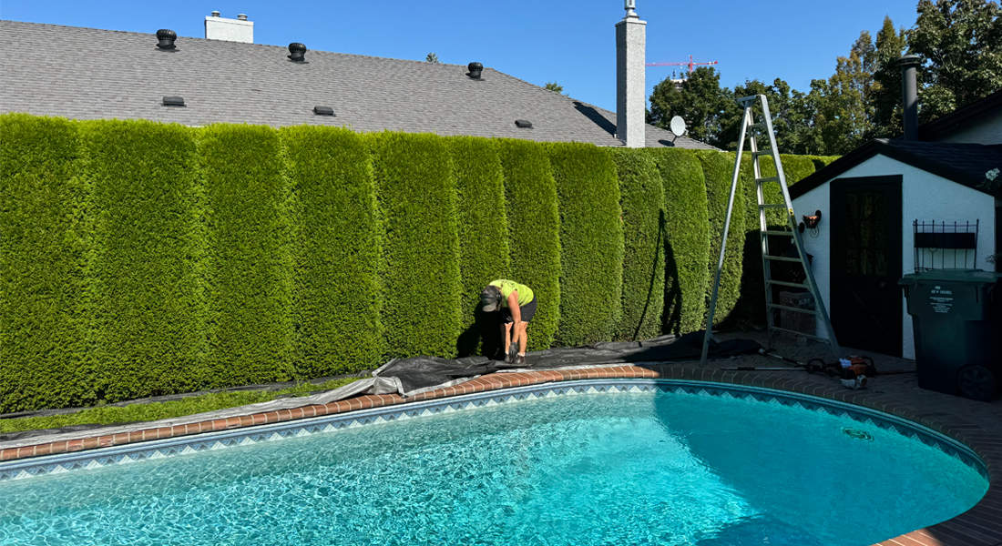 Well-maintained green hedges trimmed in Kelowna garden before summer heat