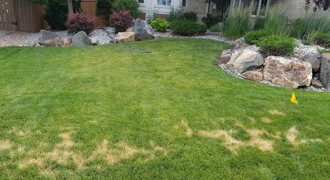 Discolored patch of grass showing signs of Leaf Blight in a residential Kelowna lawn.