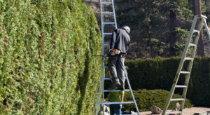 Healthy cedar hedge after professional trimming in Kelowna