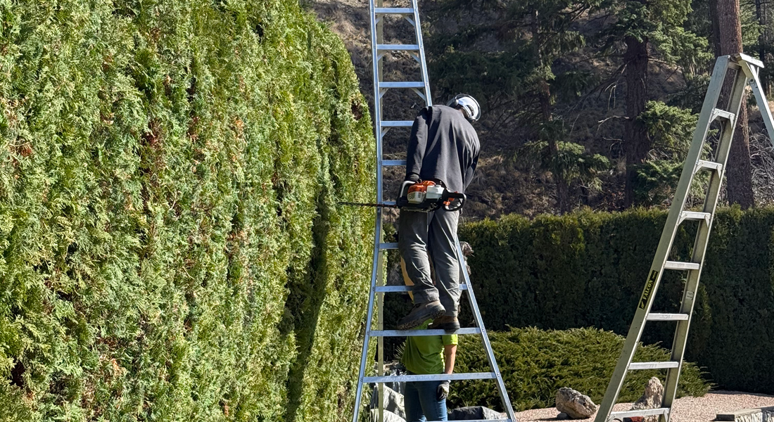 Healthy cedar hedge after professional trimming in Kelowna
