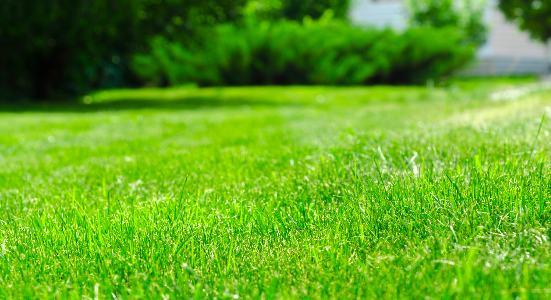 Kelowna lawn care impacted by sun and shade in different microclimates