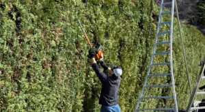 Professional hedge trimming in late summer to prepare plants for Kelowna winter.