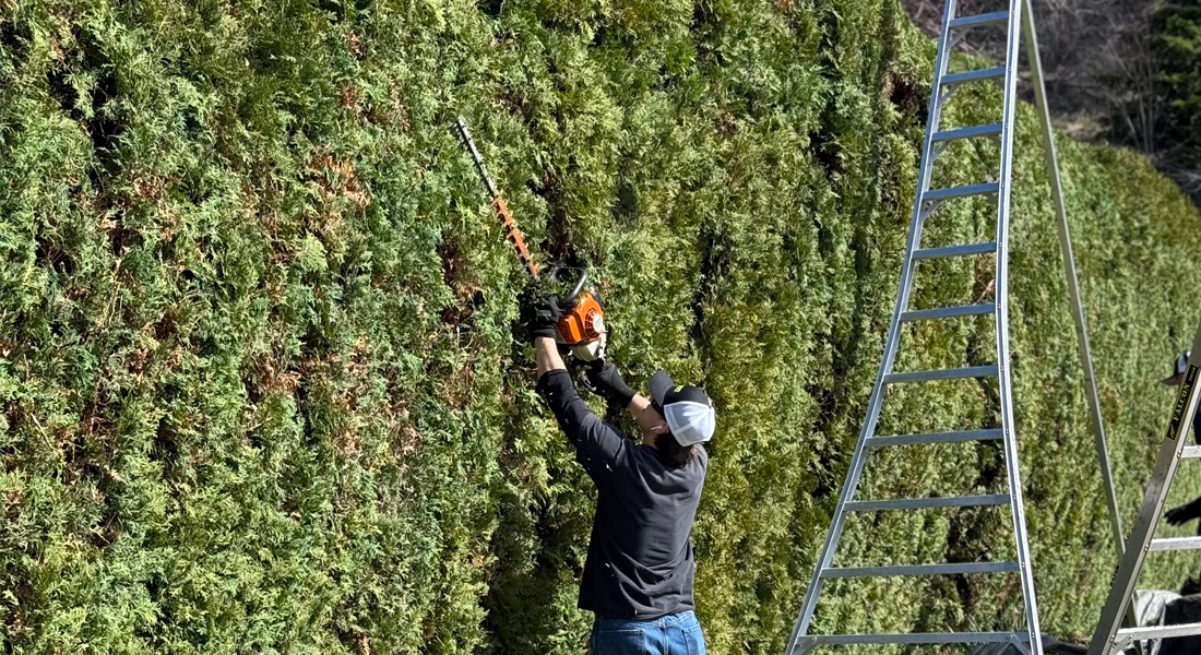 Professional hedge trimming in late summer to prepare plants for Kelowna winter.